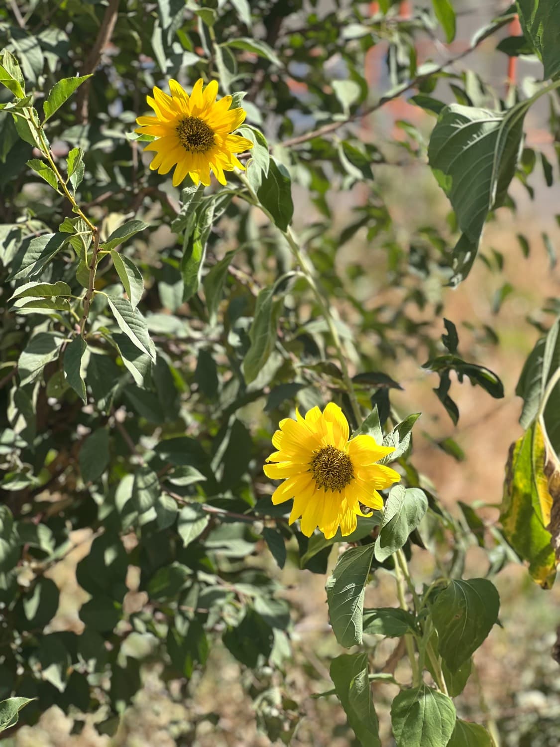 پیش دبستان و دبستان پسرانه نخبگان نوین